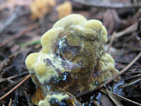 Fungus Hydnellum peckii