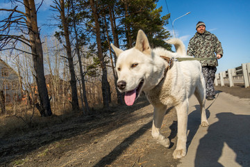 A man in overalls for a walk with a dog