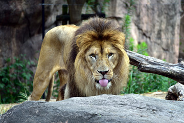 ライオン