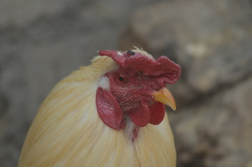 Gallo