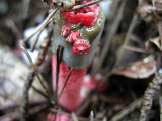 Fungus Mutinus caninus