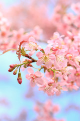 Obraz premium Sakura full bloom in spring season.