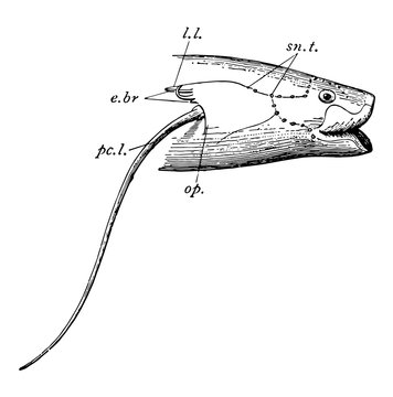 African Lungfish Head, vintage illustration