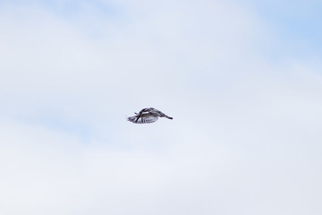 Bird in flight against sky