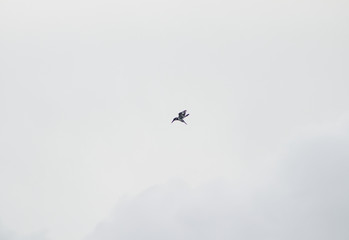 Bird in flight against sky