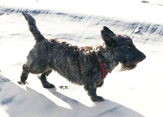 Scottish terrier on beach