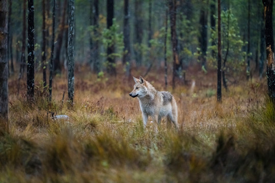 Lone wolf in the finish taiga