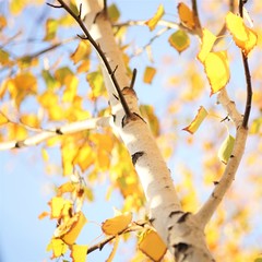 birch tree with yellow autumn leaves on blue sky background, happy sunny day