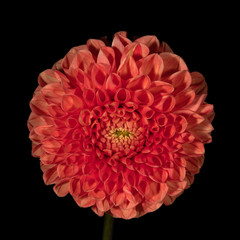 Red dahlia flower on a black background. Front view