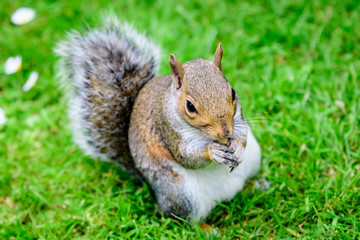 Naklejka na ściany i meble One squirrel eating an almond on green grass in a summer day in Hyde Park in London