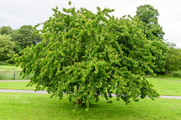 Fototapeta na wymiar One large cherry tree with ripe yellow cherries in a garden in England, United Kingdom