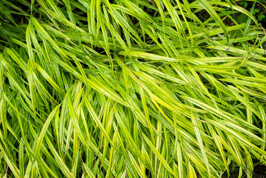 Hakone Grass (bunchgrass) Detail Texture