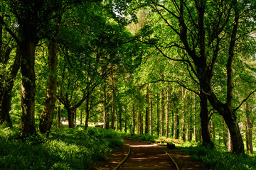 Empty leading path in a forest with old green trees and leaves in a summer day in Scotland, United Kingdom