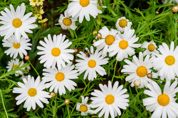 Obraz premium White Leucanthemum vulgare flowers, commonly known as the ox-eye daisy, oxeye daisy, dog daisy, in a sunny summer day in Scotland, United Kingdom
