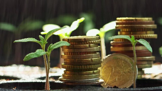 seedling pot plate, watering by spraying to the small tamomo plants, us dollar and euro coins stack near plant, safety food, nature, environment and ecology care.