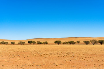 Fototapeta na wymiar Beautiful view of desert with clear blue sky from road trip in NAMIBIA