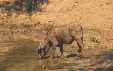 Naklejka na ściany i meble African buffalo drinking water from a stream in the wilderness image with copy space in horizontal format