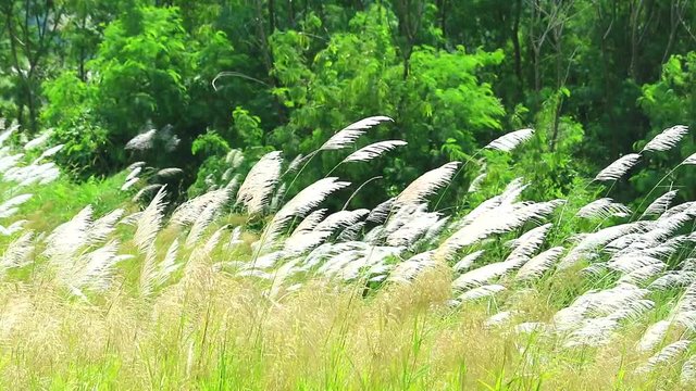 brown grass flowers swing by wind in the green field background