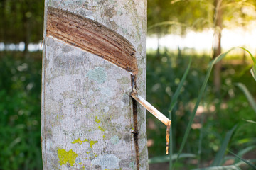 Rubber tree farming in green forest with bright background