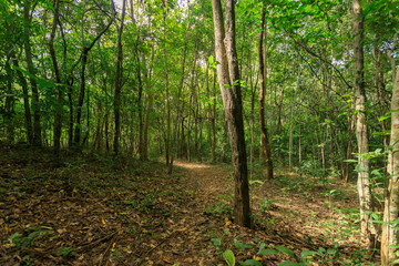 Obraz premium The trees in the forest that are sunny.