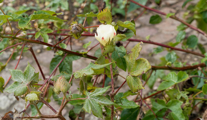 Fototapeta na wymiar Fleur jaune et blanche maculée de rouge du cotonnier créole sur tiges rougeâtre (Gossypium barbadense)