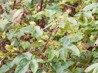 Gossypium barbadense - Le cotonnier créole ou coton à fibre extra-longue aux grandes feuilles lobées sur des tiges rougeâtres
