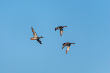 Three gadwalls as they fly