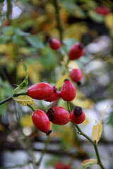 Wild cimbing rose's hip in autumn (closeup)