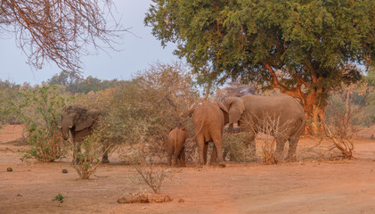 Fototapeta na wymiar Family group dynamics in a small herd of African elephants foraging in the late afternoon sunlight image in horizontal format