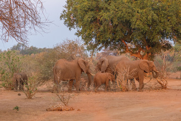 Family group dynamics in a small herd of African elephants foraging in the late afternoon sunlight...