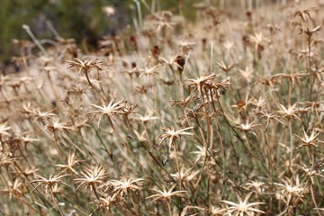 The Southern Mojave Desert hosts numerous native plants, such as this elegant competitor of Joshua Tree National Park, commonly as San Felipe Dyssodia, and botanically as Adenophyllum Porophylloides.