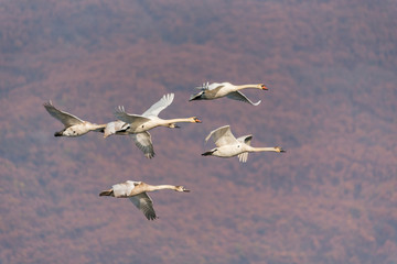 A family of six wild mute swans with two parents and four offspring as they fly