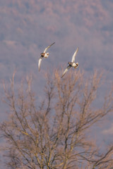 Two gadwall ducks as they turn while flying