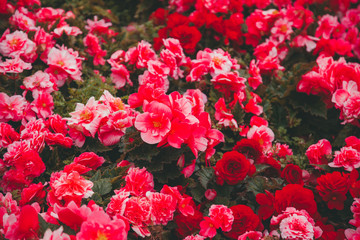 autumn red flowers grow in the city as decoration, nobody