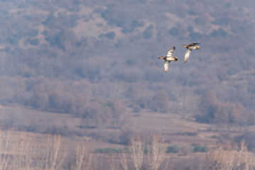 A pair of two gadwall ducks while flying above farmland