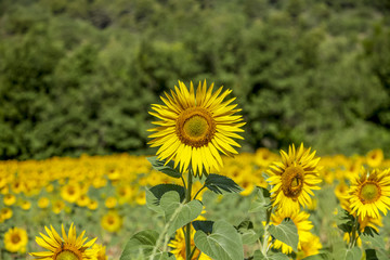 Big Yellow Sunflower On A Field