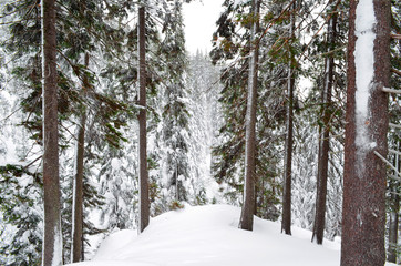 Pine forest. Winter snowy forest. Winter snow forest background