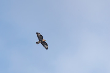 A common buzzard flying underside view