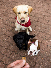 Close-up of Three dogs in training 
