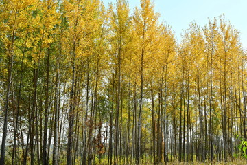 Autumn yellow forest.