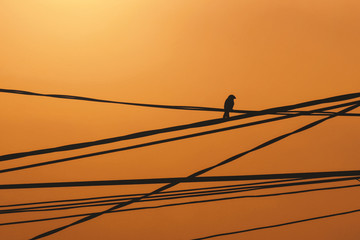 The sparrow perched on a power line in the afternoon