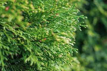 green bushes and trees in summer 