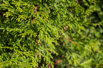 green bushes and trees in summer 