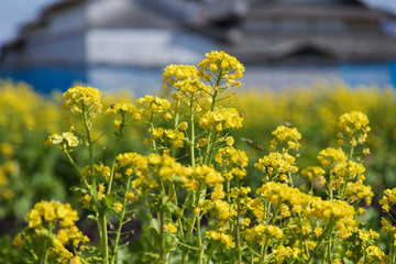 春の風景、菜の花