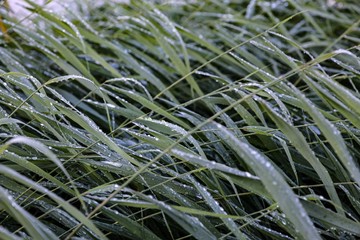 Wild reed with condensating water near the water