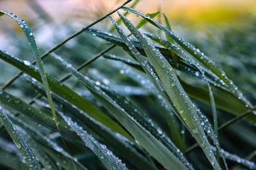 Wild reed with condensating water near the water