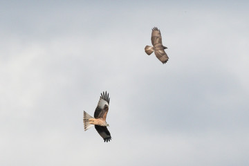 Mäusebussard und Rotmilan