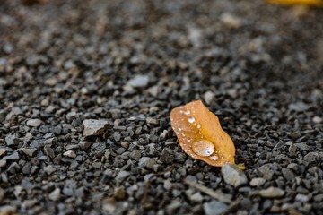 Small brown leaves with water drops laying on the sandy floor