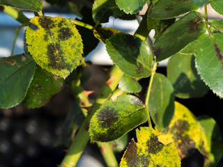 closeup of blackspot fungus Diplocarpon rosae