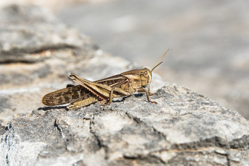Locust on a stone